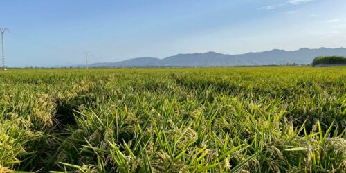 Reis soweit das Auge reicht. Ein außergewöhnliches Bild bei der diesjährigen Dürre.