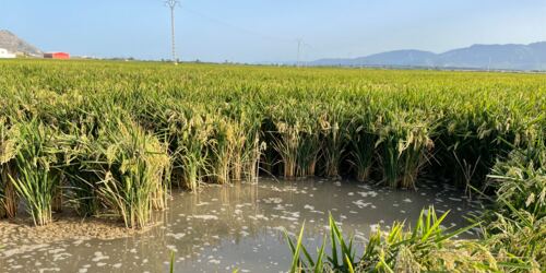 Reis kurz vor der Ernte außerhalb von Sueca