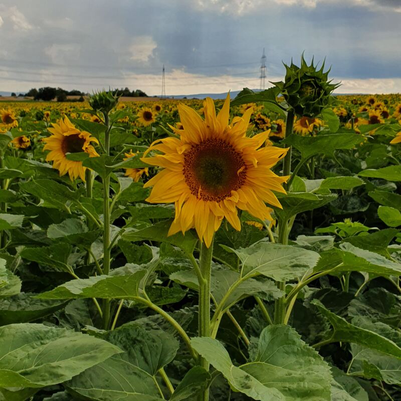 Sonnenblumen ©hofladen antony